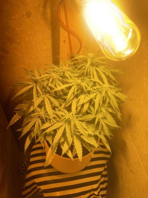 First budget grow. Week 6