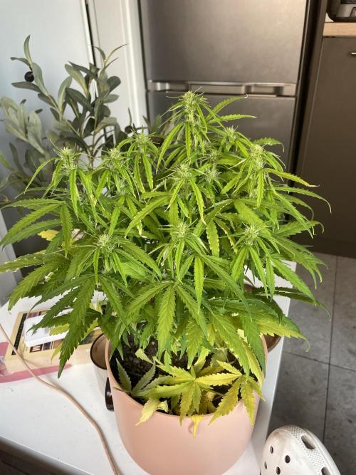 First budget grow. Week 6