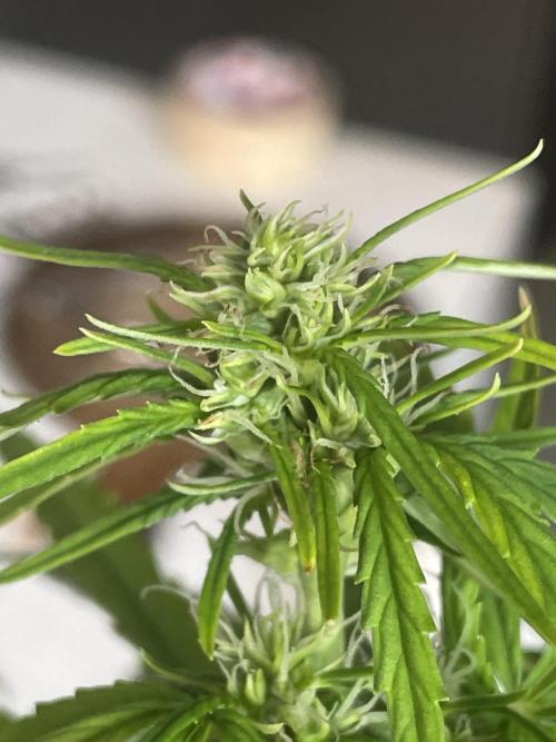 First budget grow. Week 6