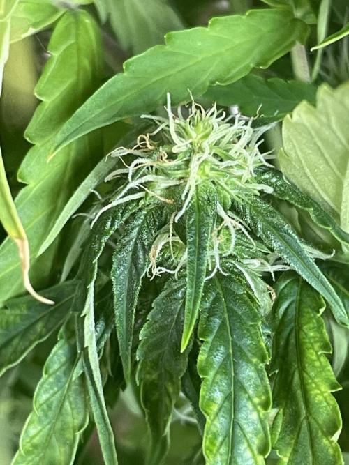 First budget grow. Week 6