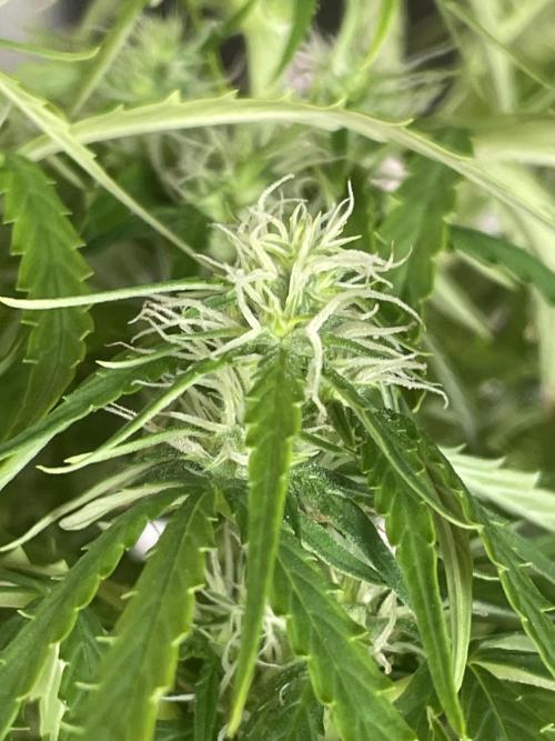 First budget grow. Week 6