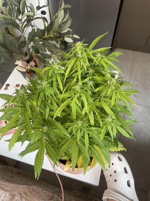 First budget grow. Week 6