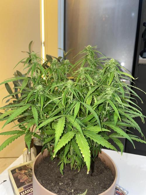 First budget grow. Week 7