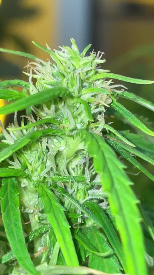 First budget grow