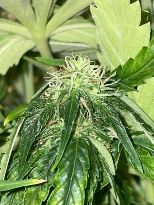 First budget grow. Week 7