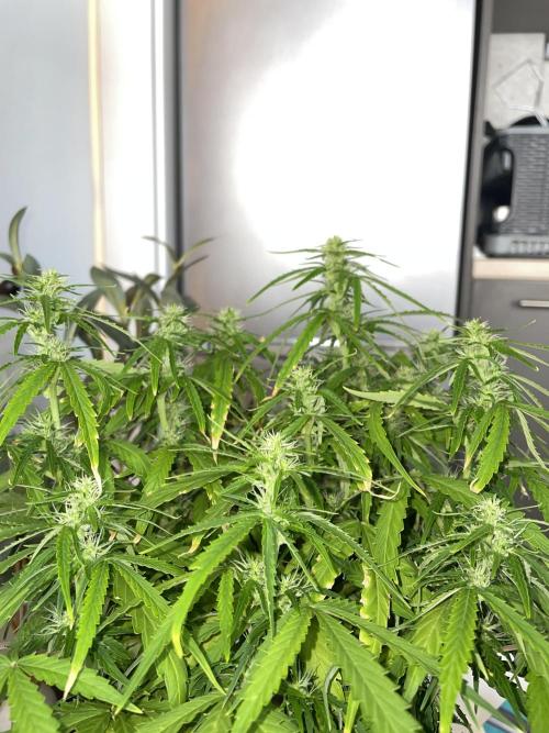 First budget grow. Week 7