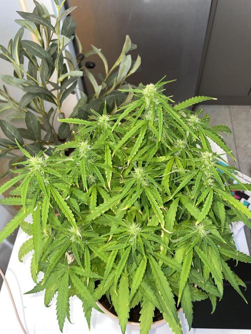 First budget grow. Week 7