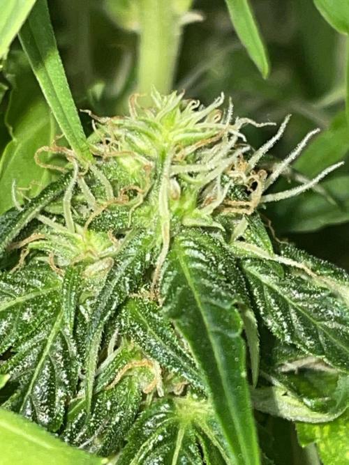 First budget grow. Week 7