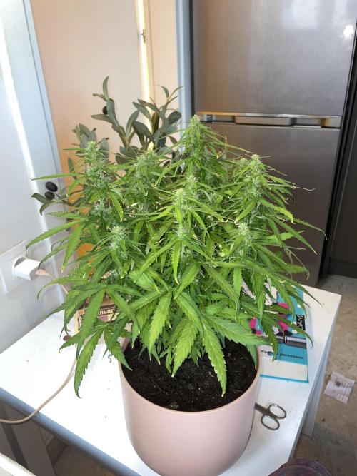 First budget grow. Week 7