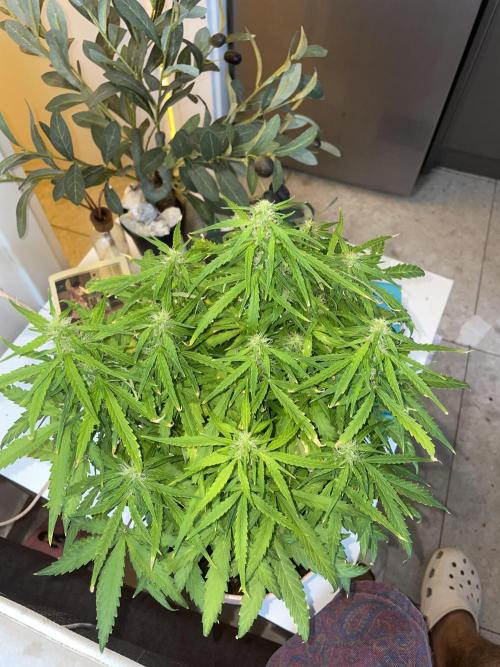 First budget grow. Week 7