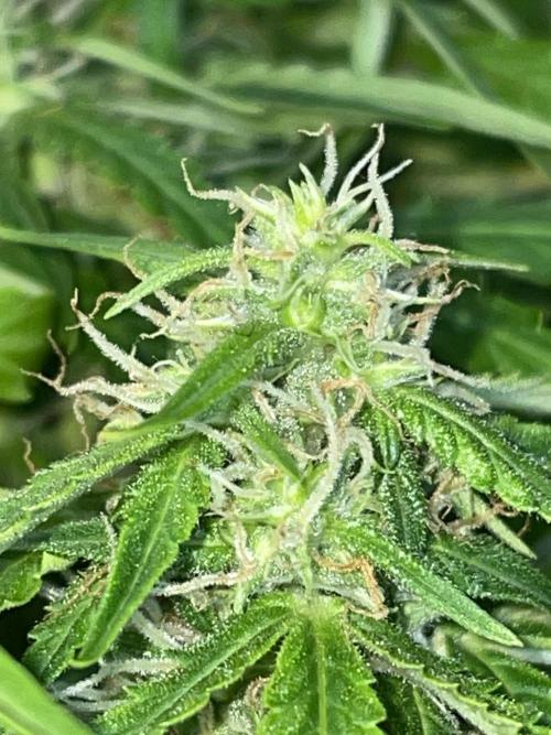 First budget grow. Week 7