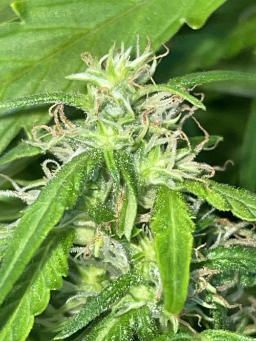 First budget grow. Week 7