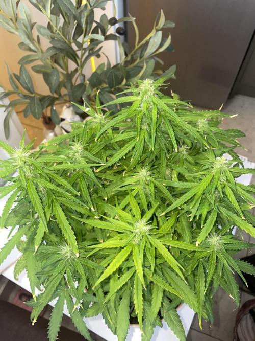 First budget grow. Week 8 - 1 day of 8 week