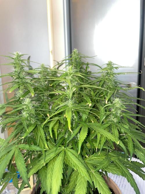 First budget grow. Week 8