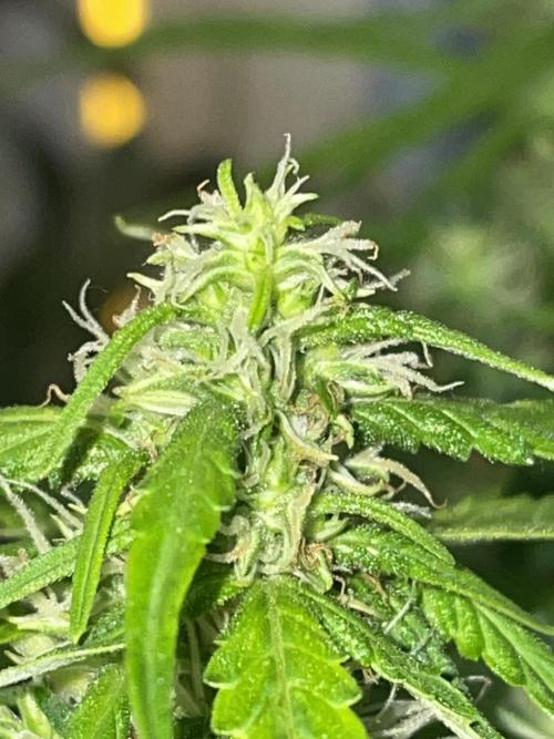 Watermelon Z Auto. Week 8