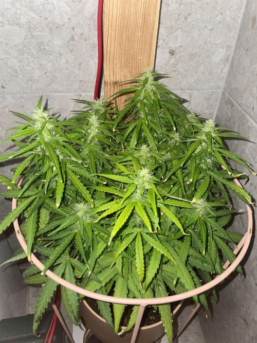 First budget grow. Week 8
