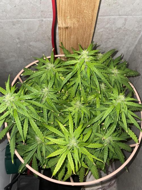 Watermelon Z Auto. Week 8