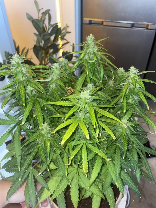First budget grow. Week 8