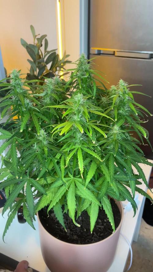 First budget grow
