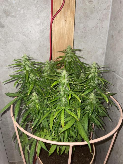 Watermelon Z Auto. Week 8