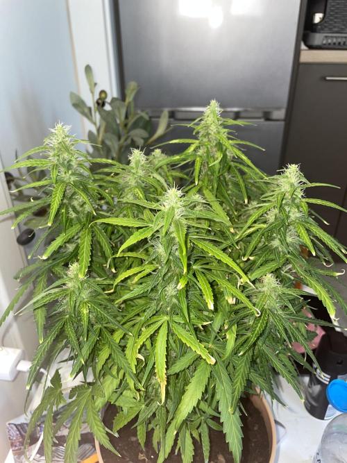 First budget grow. Week 9