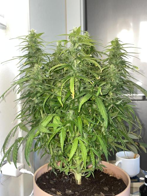 First budget grow. Week 9