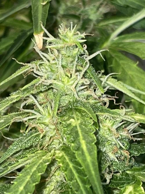 Watermelon Z Auto. Week 9