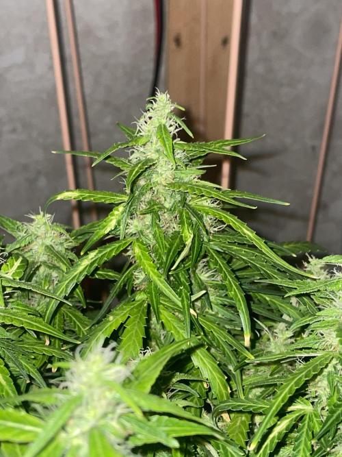 Watermelon Z Auto. Week 9