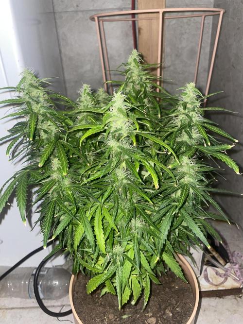 First budget grow. Week 9