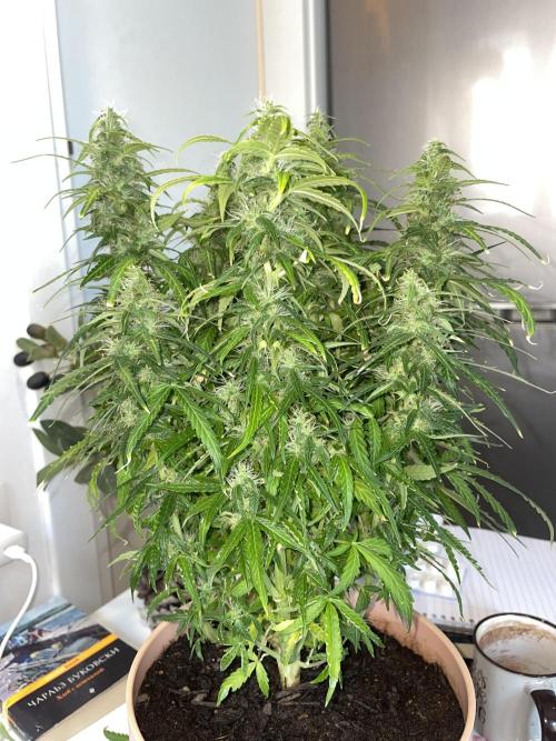 First budget grow. Week 9