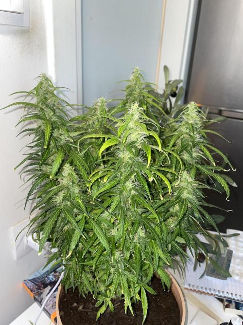 Watermelon Z Auto. Week 9