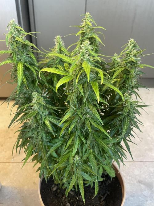First budget grow. Week 9