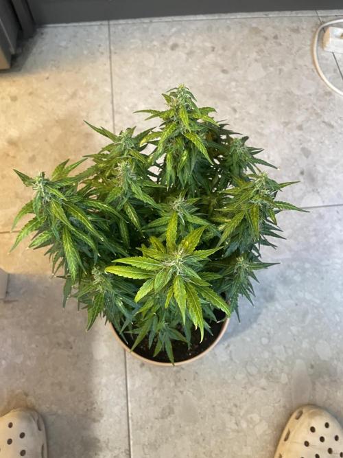 First budget grow. Week 9