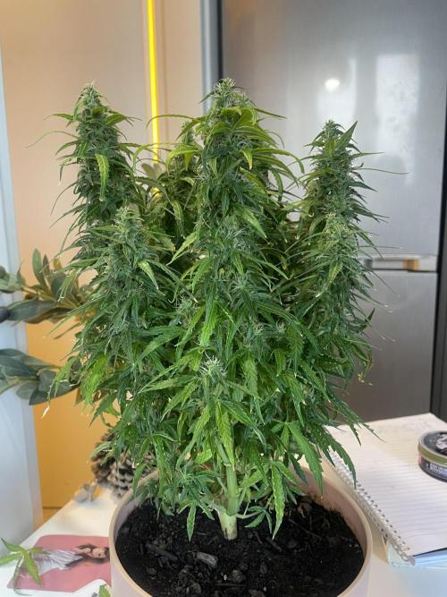 First budget grow. Week 9