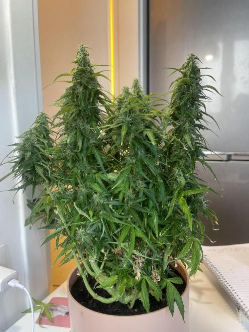 Watermelon Z Auto. Week 9