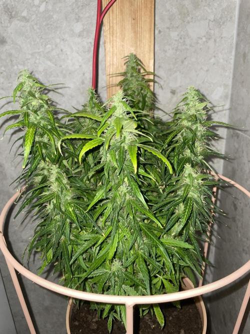 First budget grow. Week 9
