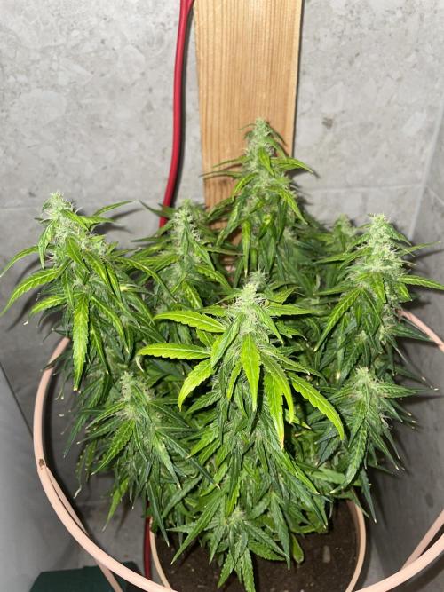 Watermelon Z Auto. Week 9
