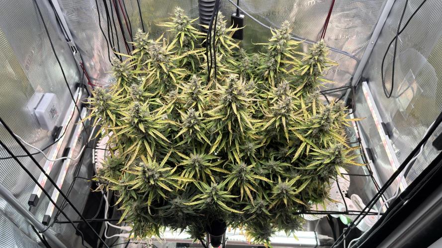Humboldt Dream Autoflower. Week 6 - Canopy view
