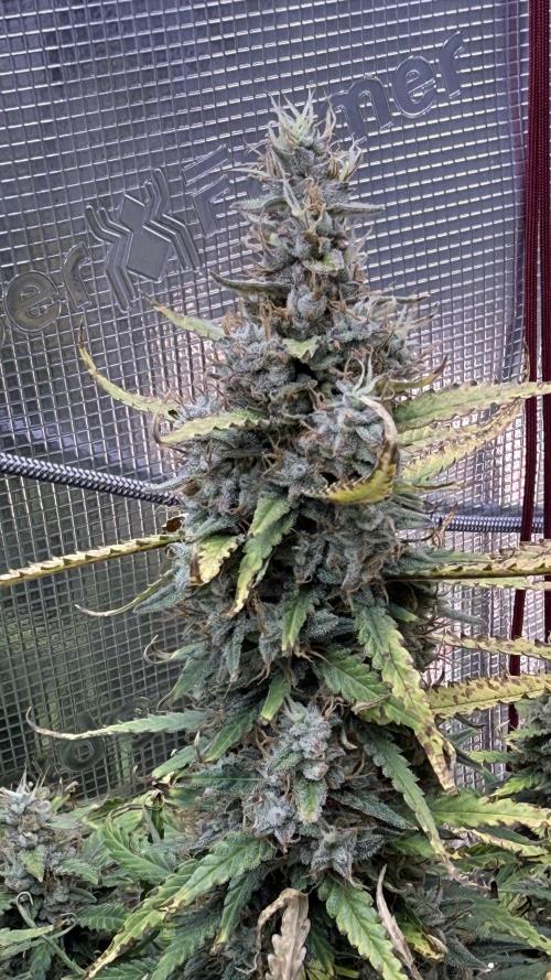 Humboldt Dream Autoflower. Week 6