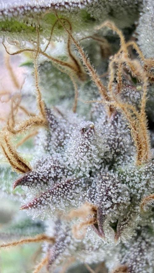Humboldt Dream Autoflower. Week 6