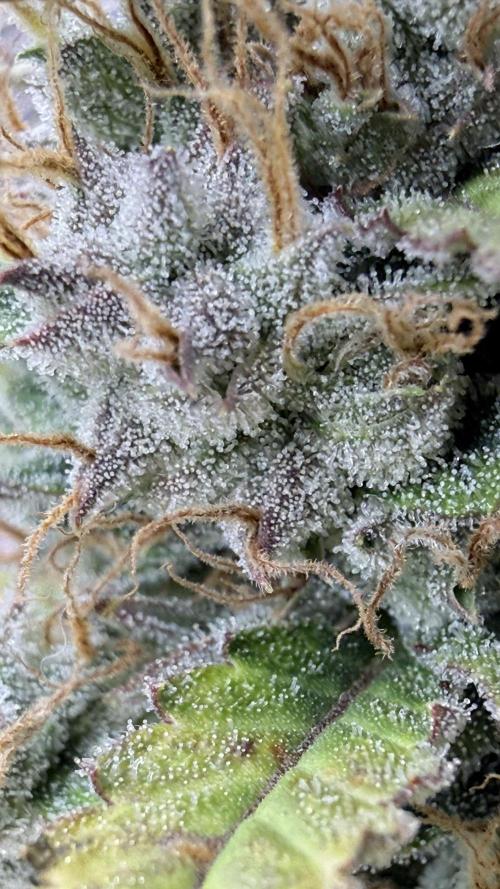 Humboldt Dream Autoflower. Week 6