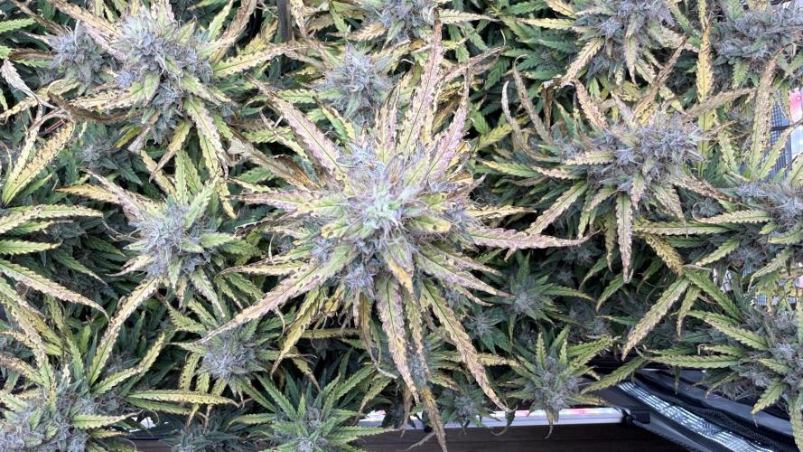 Humboldt Dream Autoflower. Week 6