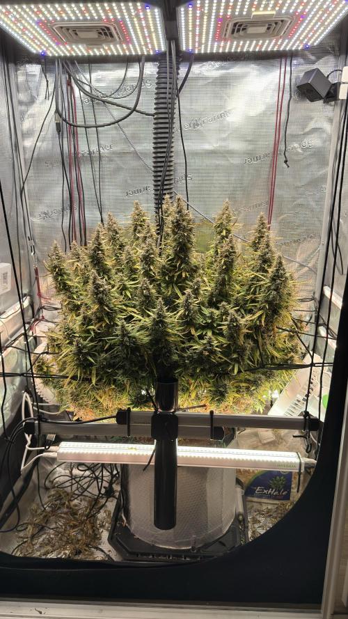 Humboldt Dream Autoflower. Week 7