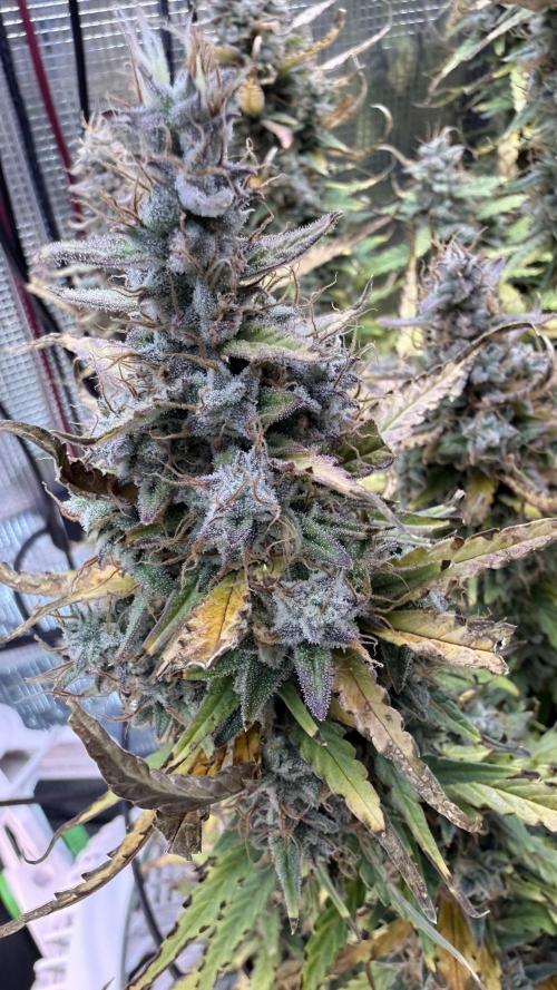Humboldt Dream Autoflower. Week 7