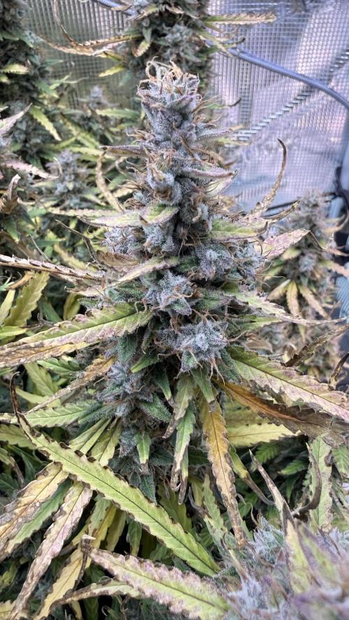 Humboldt Dream Autoflower. Week 7