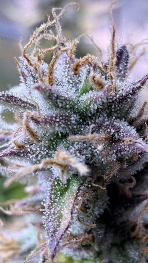 Humboldt Dream Autoflower. Week 7
