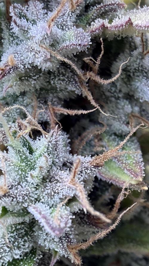 Humboldt Dream Autoflower. Week 7