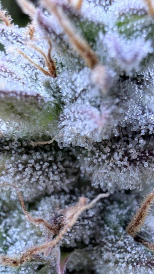 Humboldt Dream Autoflower. Week 7