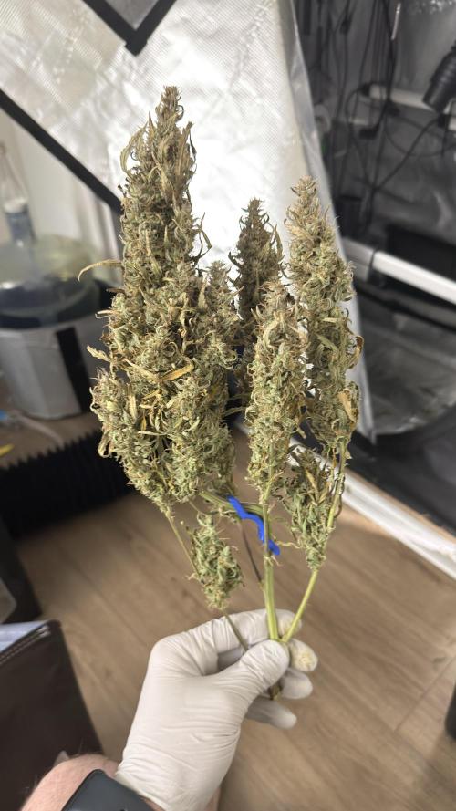 Humboldt Dream Autoflower. Week 8 - Here's the main cola with bud clip still in place