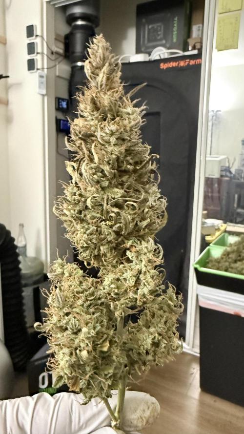 Humboldt Dream Autoflower. Week 8